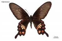 藏品(紅珠鳳蝶)的圖片